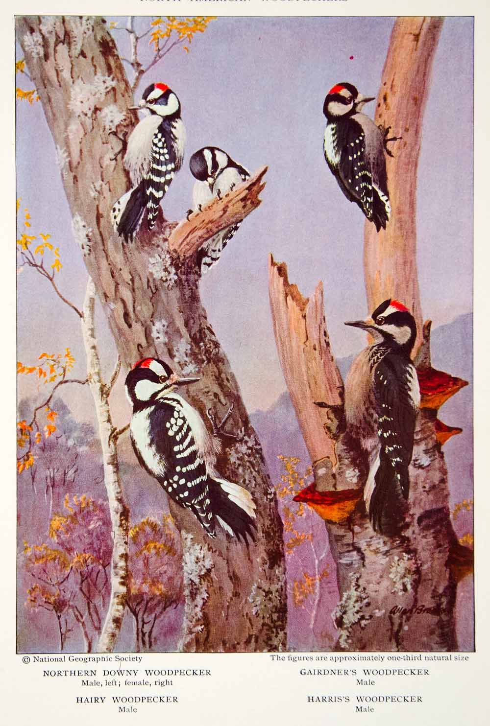 1933 Color Print Woodpecker Northern Downy Gairdner's Harris's Hairy Bird NGMA3