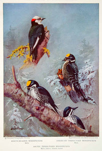 1933 Color Print Woodpecker White Headed American Three Toed Artic Bird NGMA3