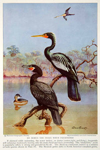 1934 Color Print Darter Turkey Mexican Cormorant Grebe Animal Wildlife NGMA3