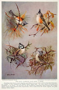 1934 Color Print Titmouse Bird Breeds Wildlife Animal Beak Feather Image NGMA6