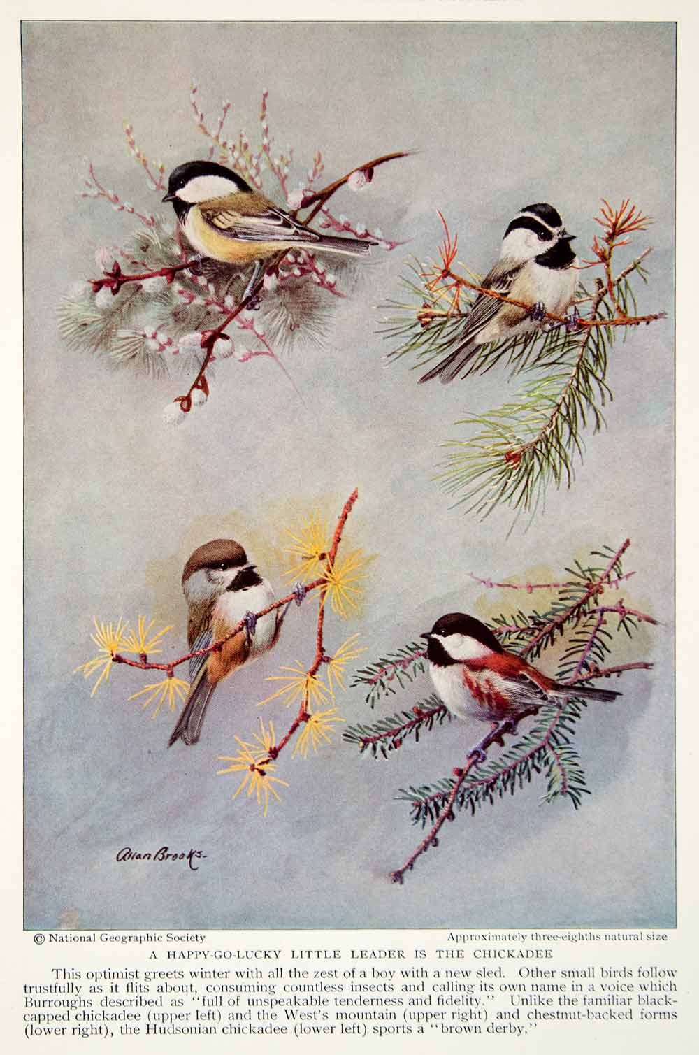 1934 Color Print Chickadee Breeds United States Wildlife Animal Bird Image NGMA6