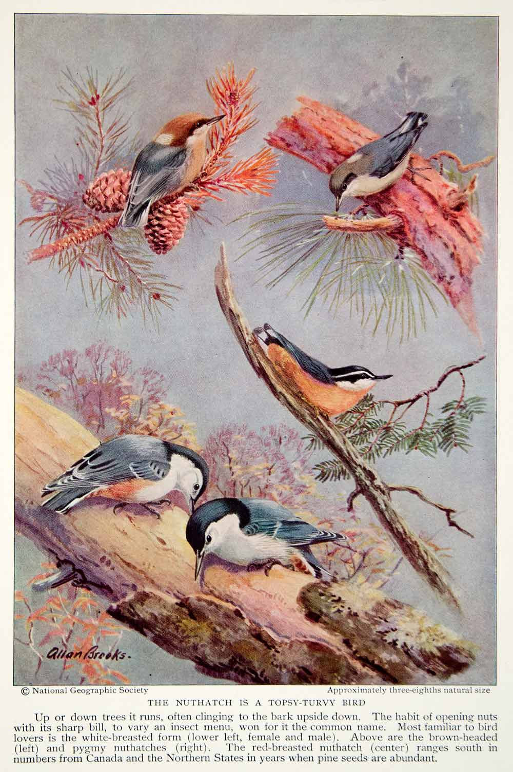 1934 Color Print Nuthatch Wildlife Animal Bird Breeds Species American NGMA6