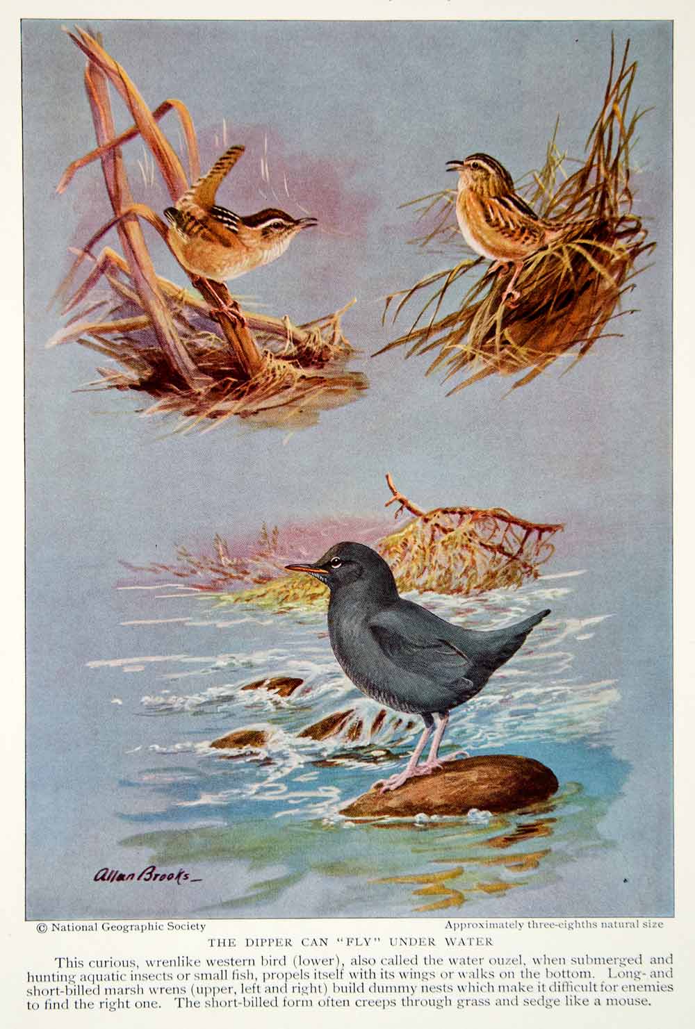 1934 Color Print Short Billed Marsh Wren Water Ouzel Bird Wildlife Animal NGMA6