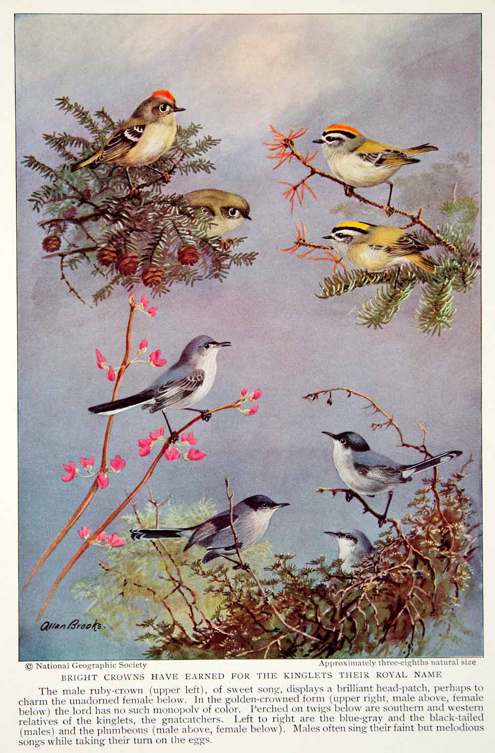 1934 Color Print Kinglet Gnatcatcher Bird Breeds Wildlife Animal Ruby NGMA6