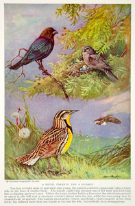 1934 Color Print Wildlife Cowbird Meadowlark Animal Bird Breeds Image NGMA6