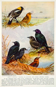 1934 Color Print Bobolink Brewers Blackbird Frock Wildlife Animal Bird NGMA6