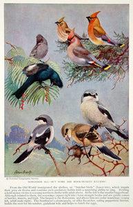 1934 Color Print Butcherbird Cedar Waxwing Wildlife Animal Bird Image NGMA6