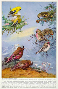 1935 Color Print Goldfinch Redpolls Wildlife Animals Birds Feathers Beaks NGMA6