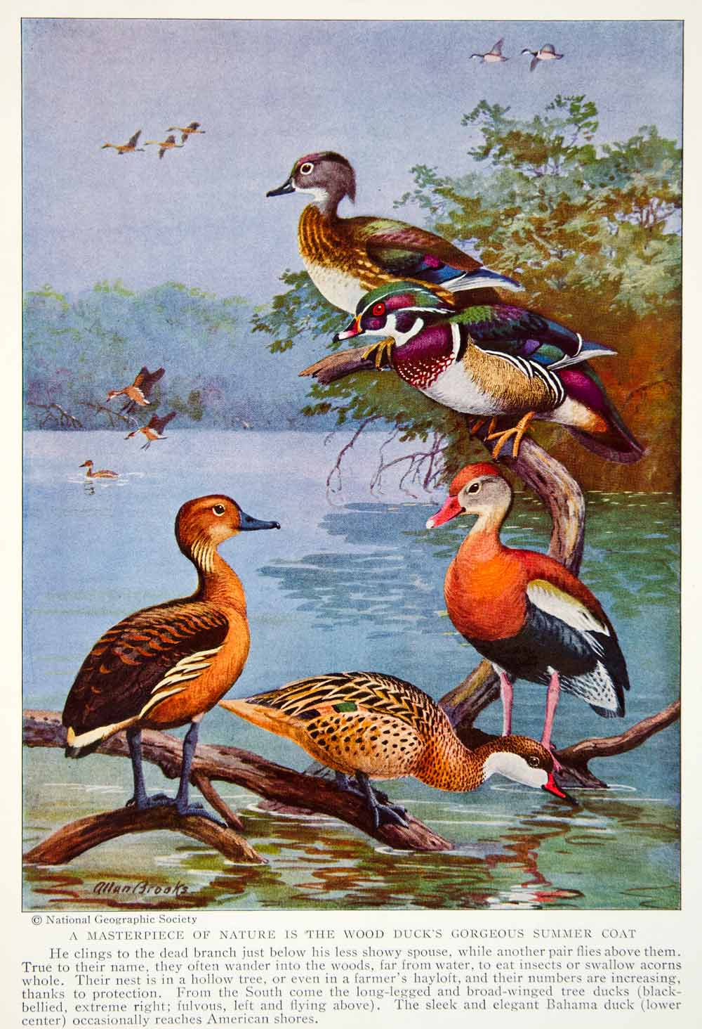 1934 Color Print Bahama Wood Tree Duck Breeds Wildlife Animals Birds Beak NGMA6