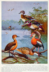 1934 Color Print Bahama Wood Tree Duck Breeds Wildlife Animals Birds Beak NGMA6