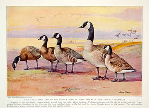 1934 Color Print Canada Richardson Geese Goose Birds Wildlife Animals NGMA6