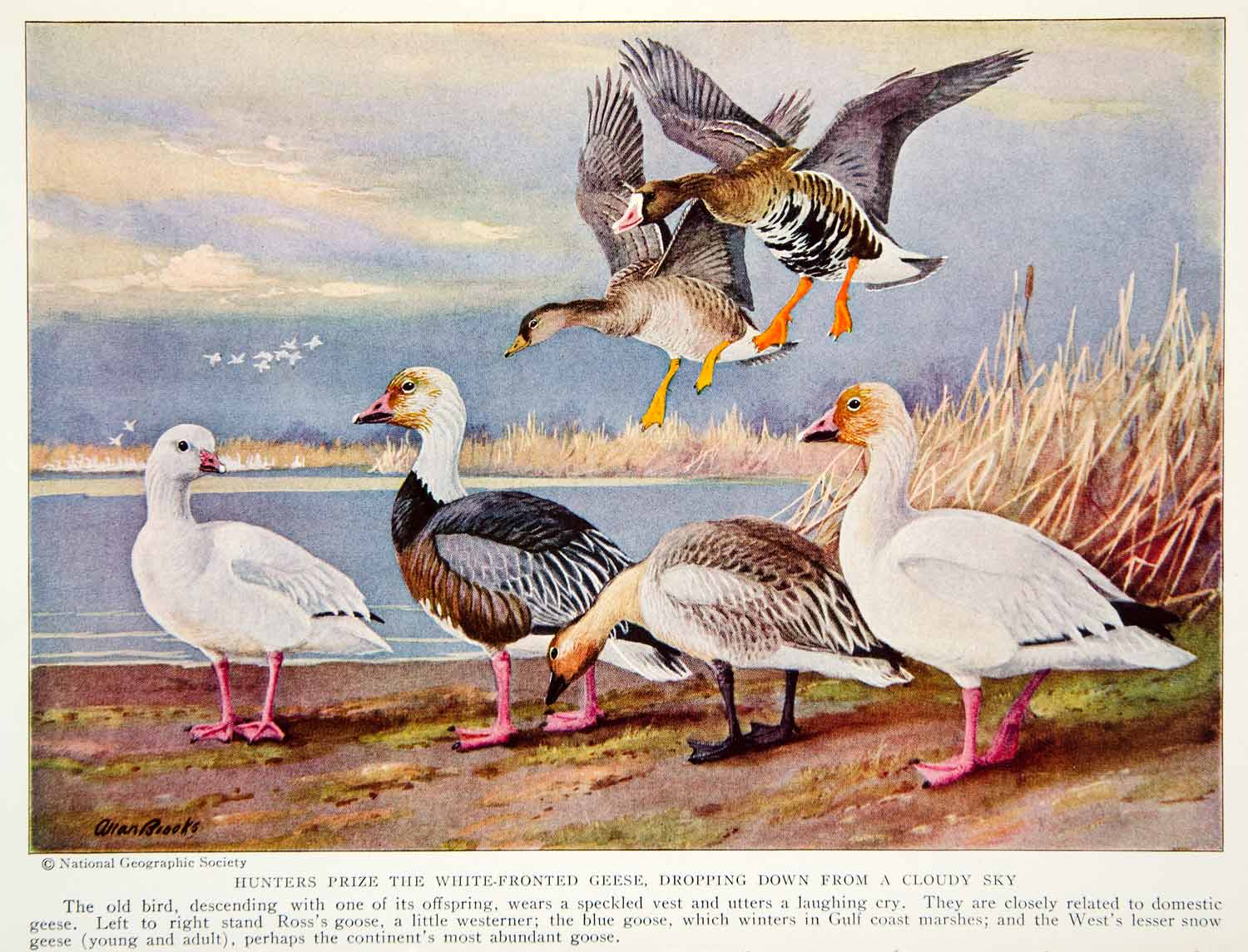 1934 Color Print Ross Goose Westerner Blue Wildlife Animal Bird Feathers NGMA6