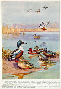 1934 Color Print Birds Wildlife Spoonbill Shoveller Blue Winged Teal Image NGMA6