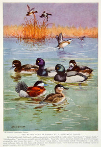 1934 Color Print Wildlife Animal Birds Ducks Scaups Ruddy Blackhead Image NGMA6