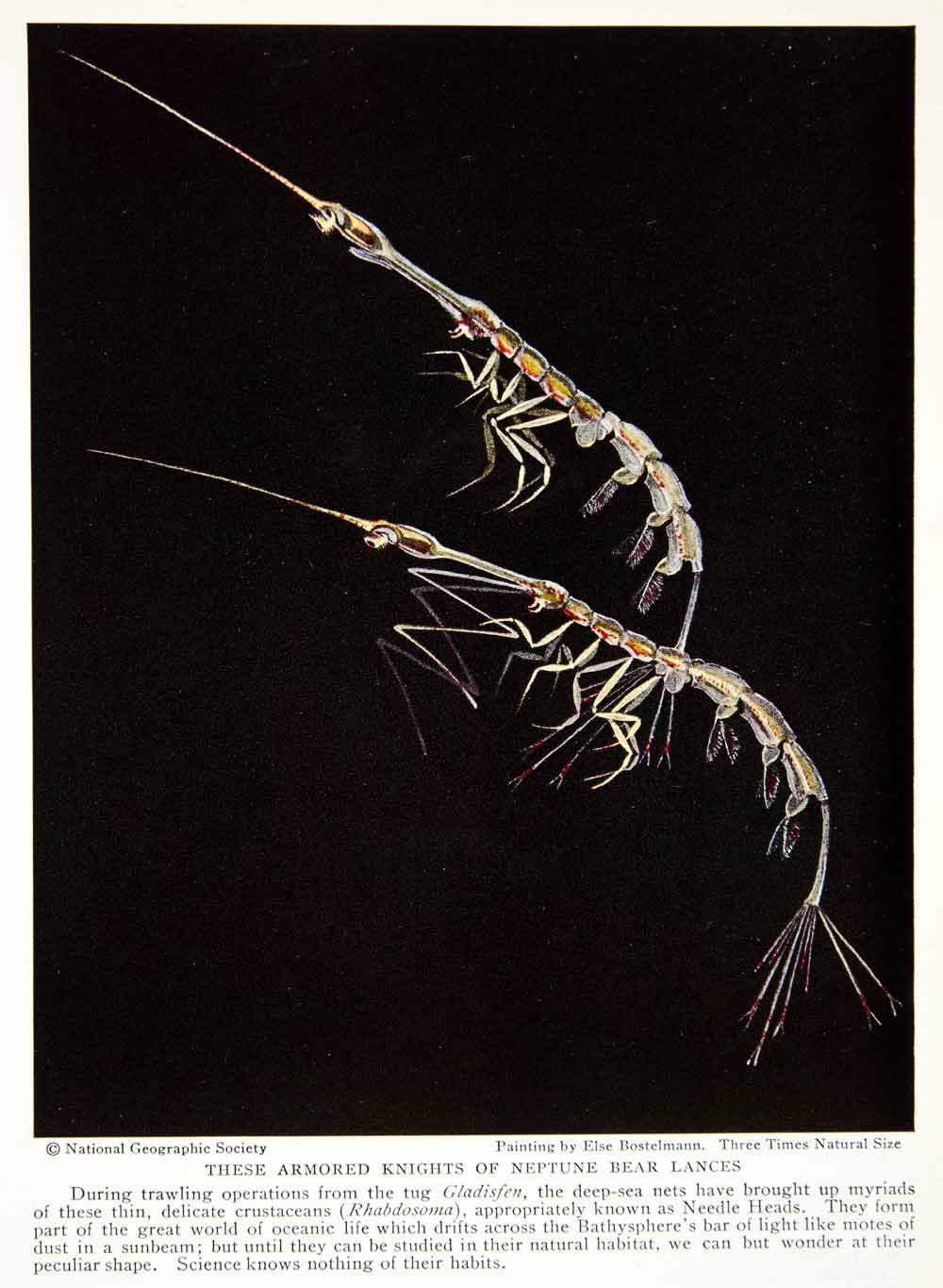 1934 Color Print Needle Heads Rhabdosoma Wildlife Ocean Else Bostelmann NGMA6