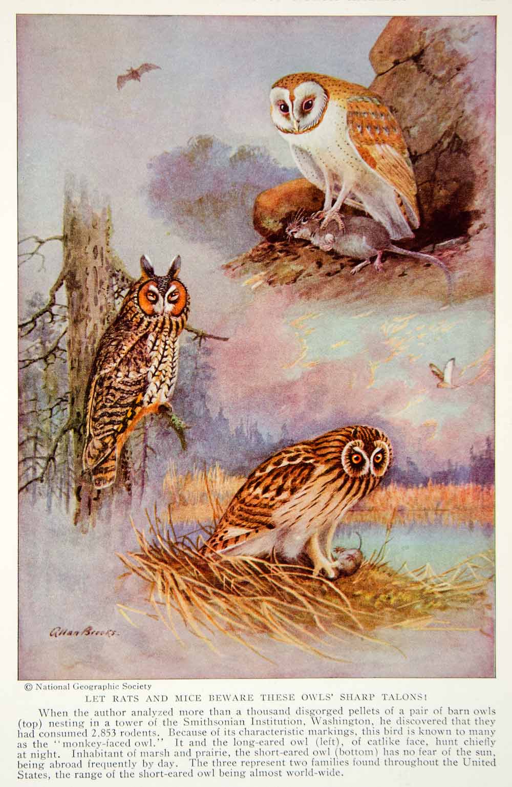 1935 Color Print Owls Barn Long Eared Short Wildlife Animals Birds Image NGMA6
