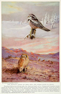 1935 Color Print American Hawk Western Burrowing Owl Bird Wildlife Image NGMA6