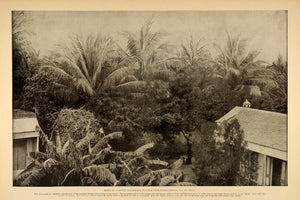 1899 Isla de la Juventud Pinos Cuba Coffee Banana Print ORIGINAL HISTORIC OI1
