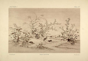 1883 Autotype Japanese Wood Ink Drawing Birds Landscape - ORIGINAL OJ1