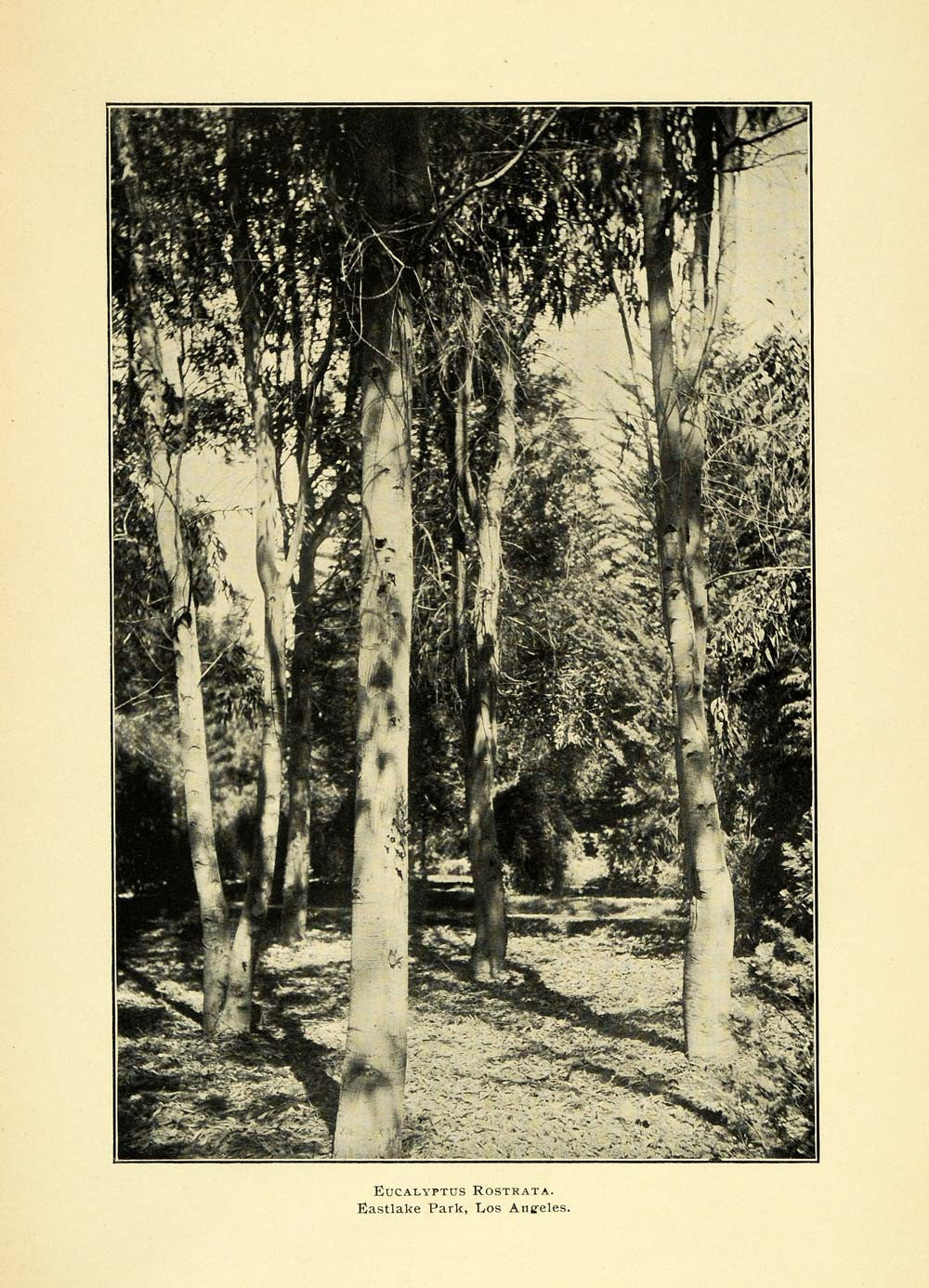 1904 Print Eucalyptus Tree Dendrology Eastlake Park Los Angeles Lincoln OWE1