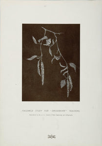 1904 Original Print Nature Study Branch Twig Leaves - ORIGINAL