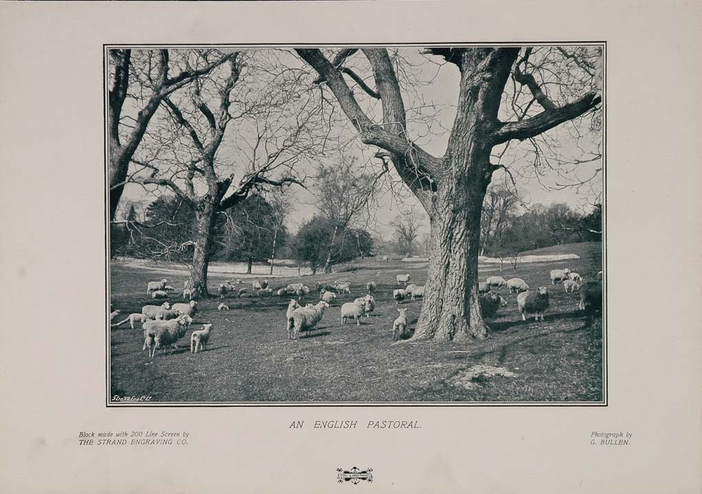1904 Orig. Print Sheep Flock Pasture England G. Bullen - ORIGINAL