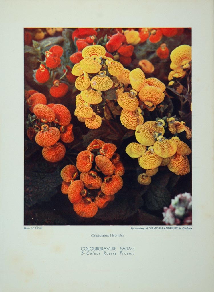 1934 Calceolaires Hybrides Slipperwort Calceolaria - ORIGINAL