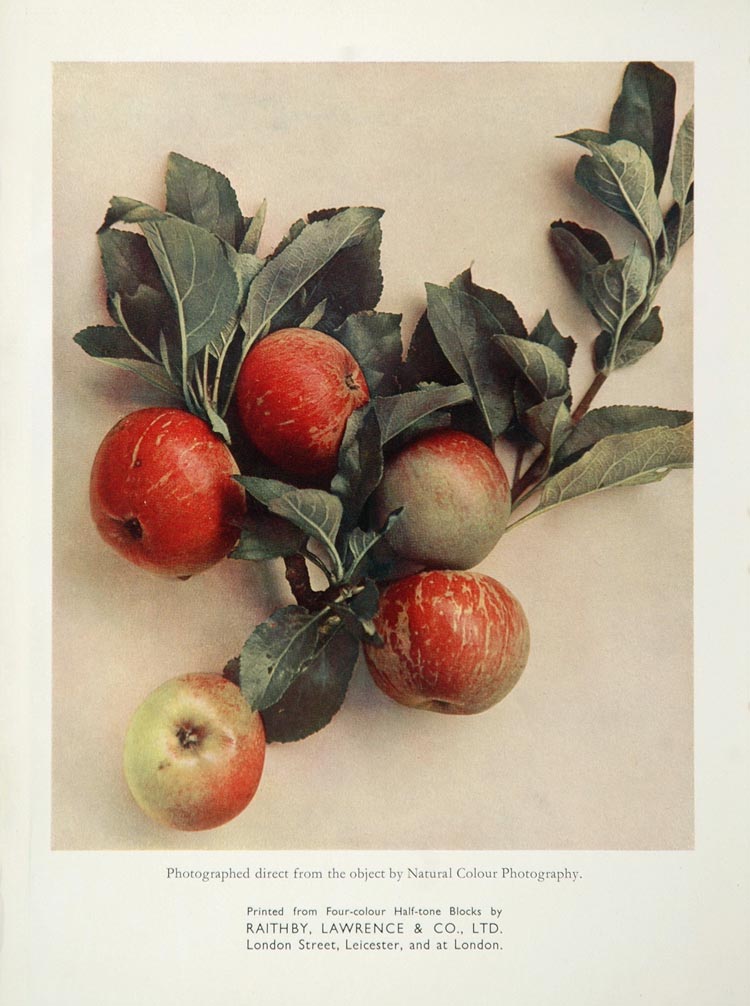 1934 Red Apples Branch Leaves Original Color Print - ORIGINAL