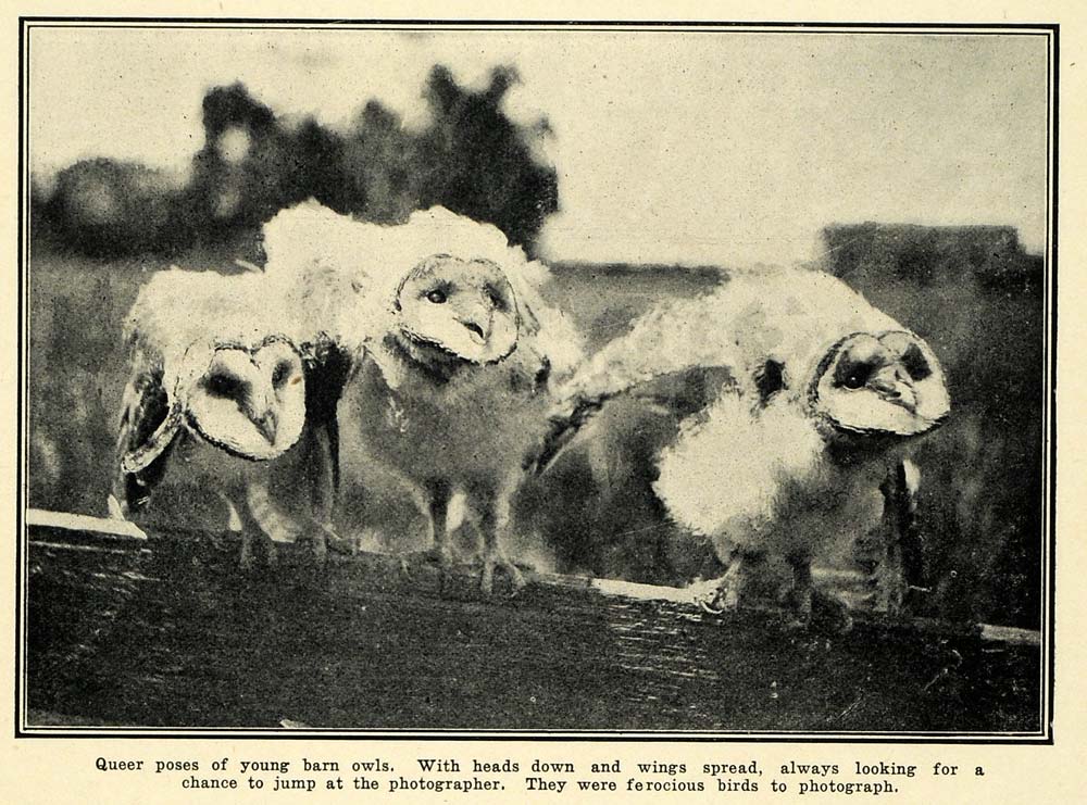 1905 Print Barn Owls Baby Bird Animal Wildlife Feathers ORIGINAL HISTORIC PM2