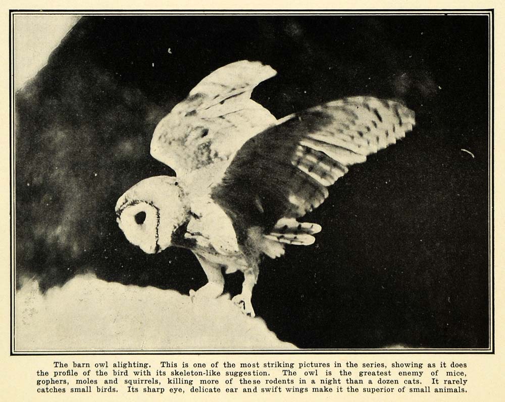 1905 Print Barn Owl Bird Prey Animal Wildlife Nocturnal ORIGINAL HISTORIC PM2