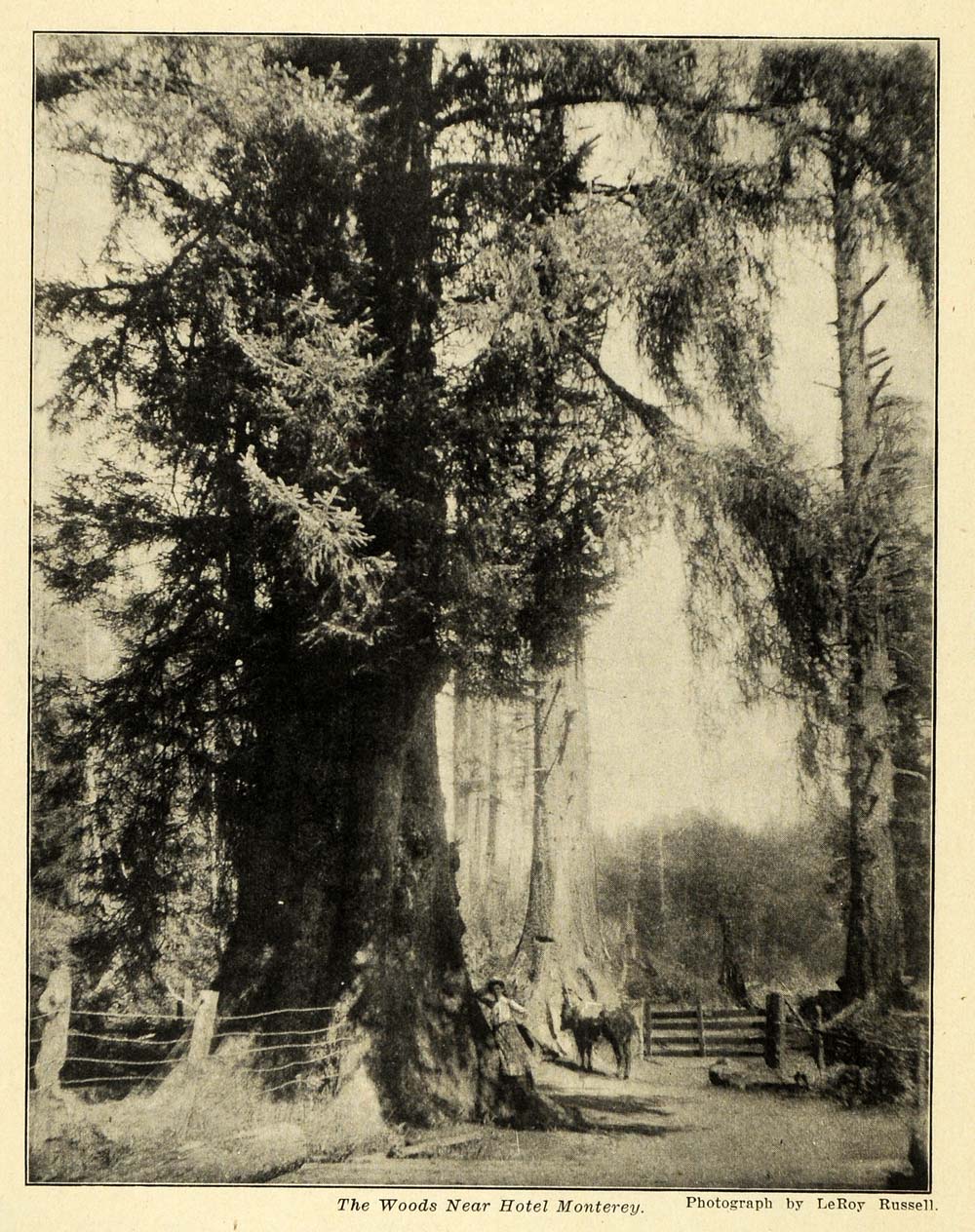 1907 Print Woods Monterey Hotel Newport Oregon Horse - ORIGINAL HISTORIC PM2