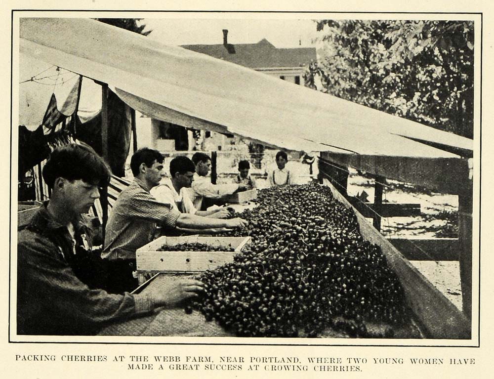1911 Print Cherries Webb Farm Portland Oregon Fruit - ORIGINAL HISTORIC PM2