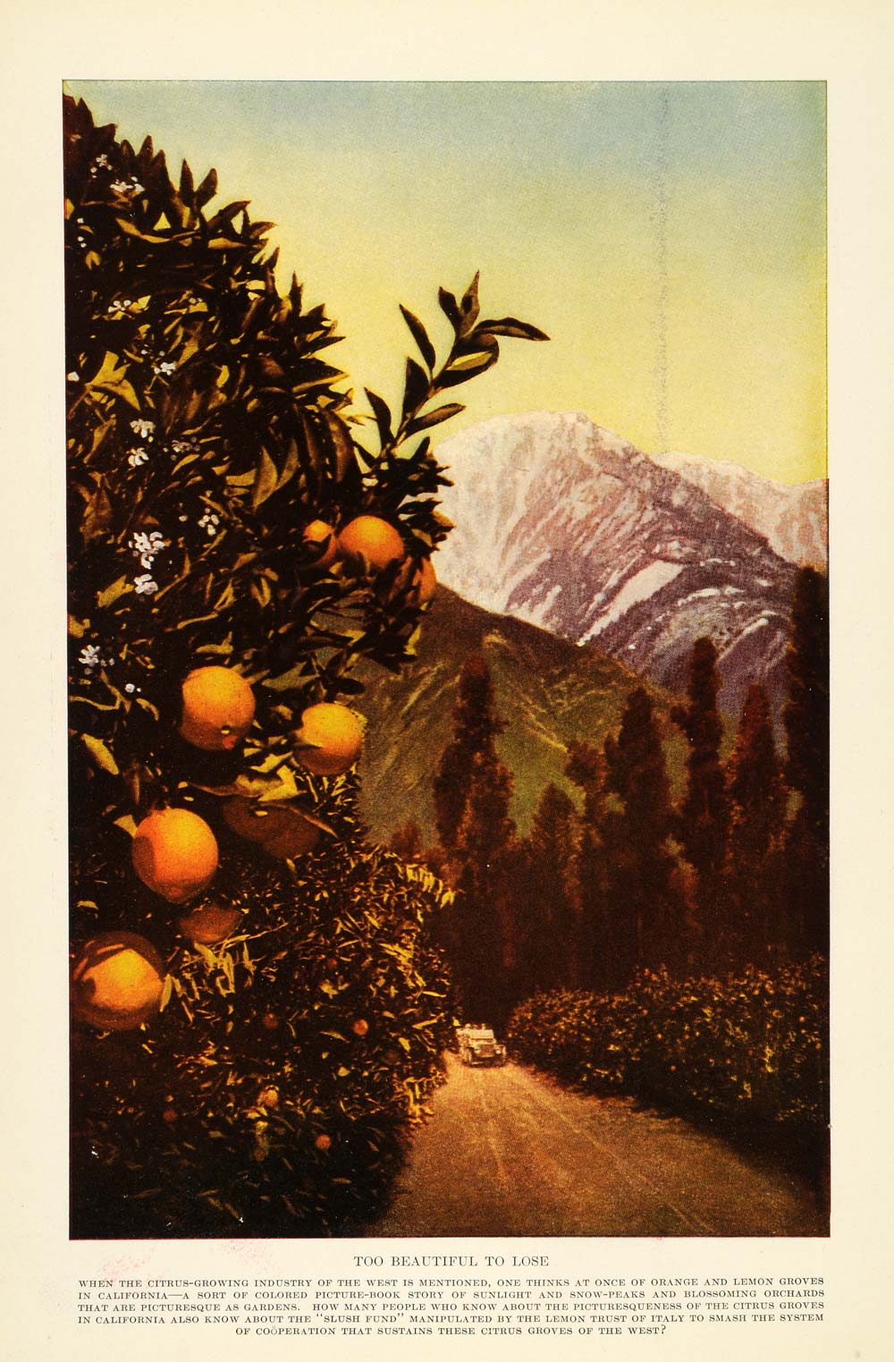 1913 Print California Landscape Orange Groves Mountain Antique Touring Car PM3