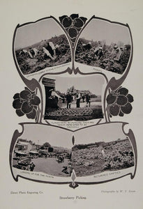 1911 Print Strawberry Picking Field Farm W. T. Green - ORIGINAL PNR1
