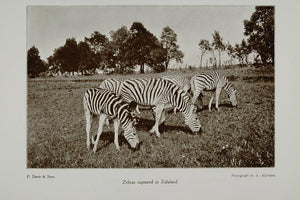 1911 Print Zebras Zululand South Africa A. Allerston - ORIGINAL PNR1