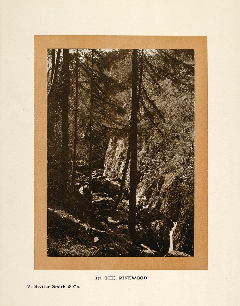 1908 Print Pinewood Pines Wooded Landscape Rocks Trees - ORIGINAL PNR2