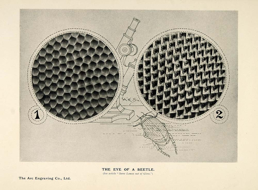 1908 Print Magnified Eye Lens Beetle Microscope UNUSUAL ORIGINAL HISTORIC PNR2