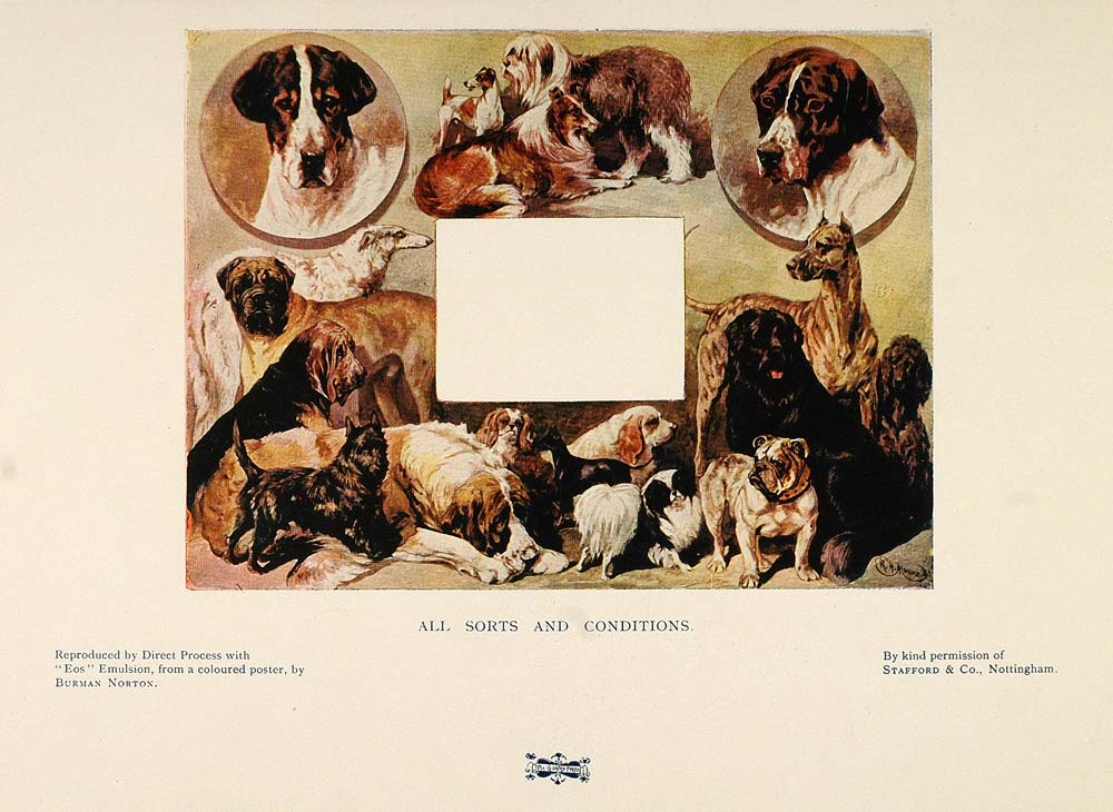 1901 Print Dogs Bulldog Scottie Collie Borzoi Bernard - ORIGINAL PNR4