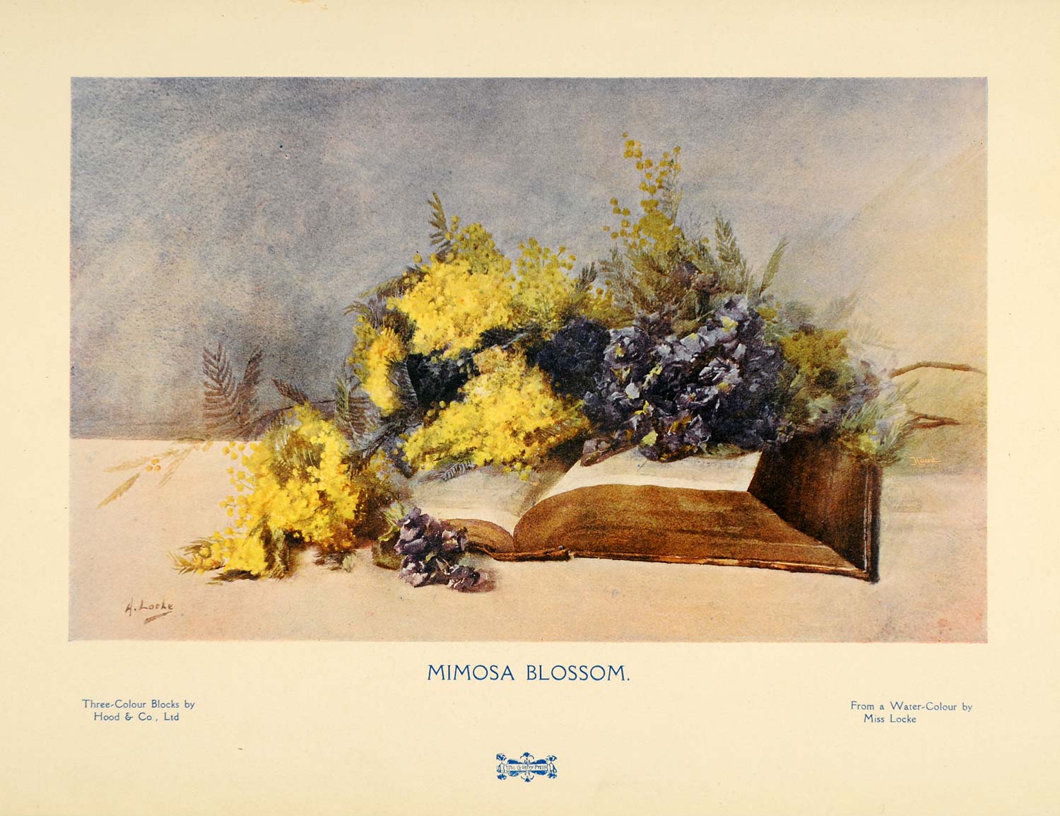1907 Print Mimosa Blossom Flowers Book Still Life Watercolor A. Locke Hood PNR7