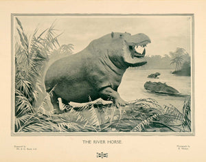 1907 Print Hippopotamus Amphibius Hippo River Horse W & G Baird Wild PNR7