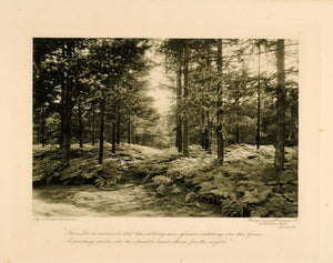 1905 Print Forest Woods Pine Trees Ferns Grove Photogravure J. J PNR8