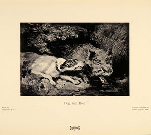 1905 Print Dog Wild Boar Animals Attack Fredk. Taylor B/W Lithotint PNR8