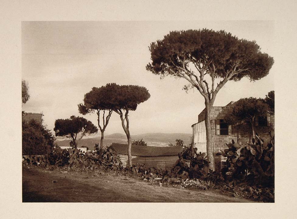 1926 Trees Lebanon Landscape Karl Grober Photogravure - ORIGINAL PS1
