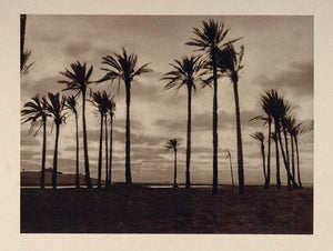 1926 El Arish Oasis Egypt Sinai Peninsula Palestine - ORIGINAL PHOTOGRAVURE PS1