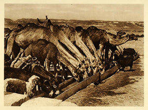 1925 Camels Drinking Water Trough Bethlehem Desert - ORIGINAL PHOTOGRAVURE PS5