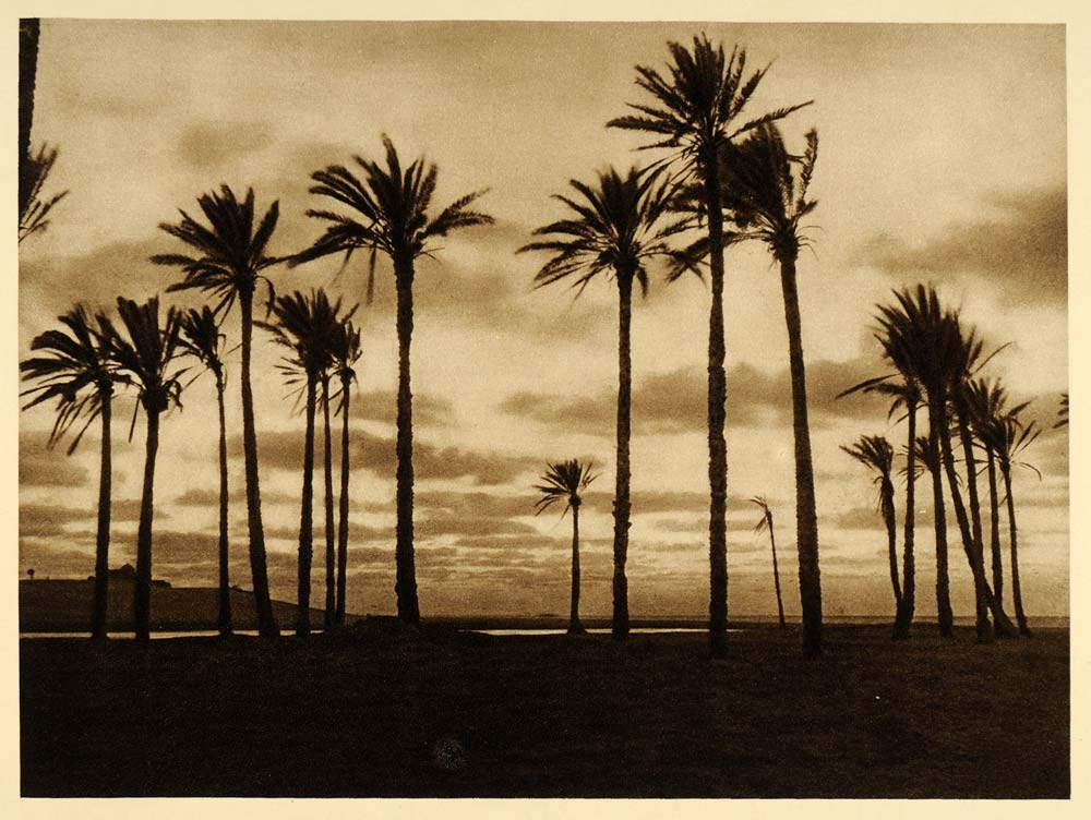 1925 El Arish Oasis Palestine Palm Trees Photogravure - ORIGINAL PS5
