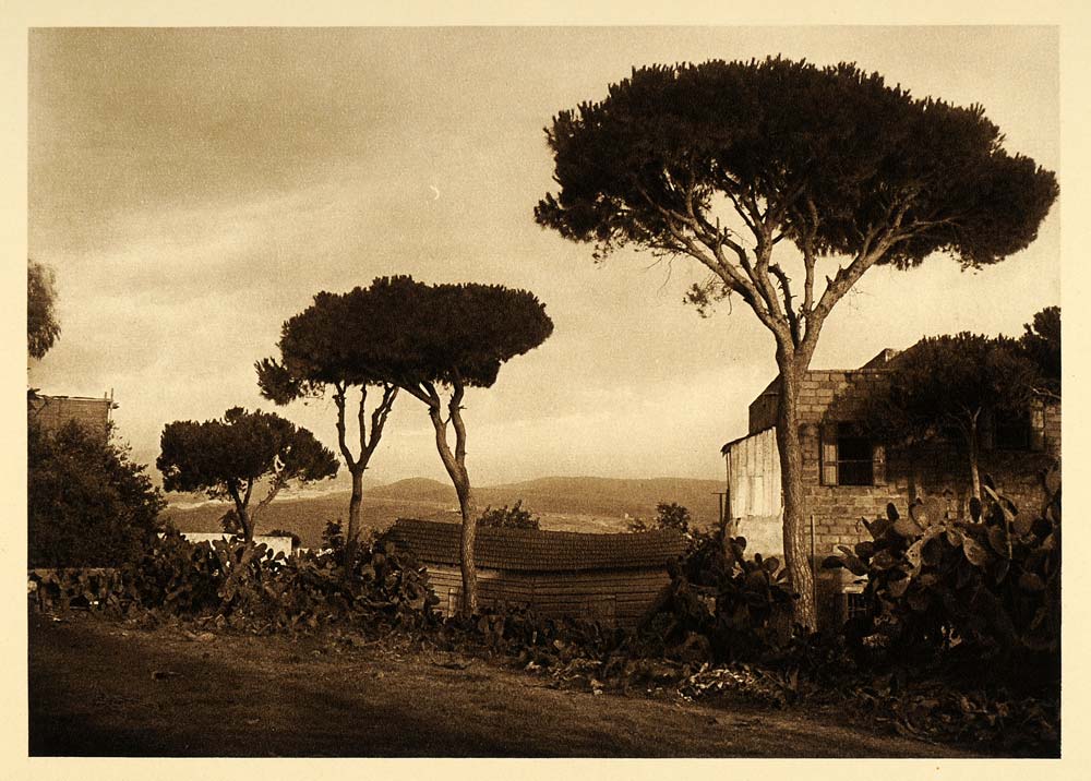 1925 Lebanon Landscape Rural Trees Lehnert & Landrock - ORIGINAL PS5