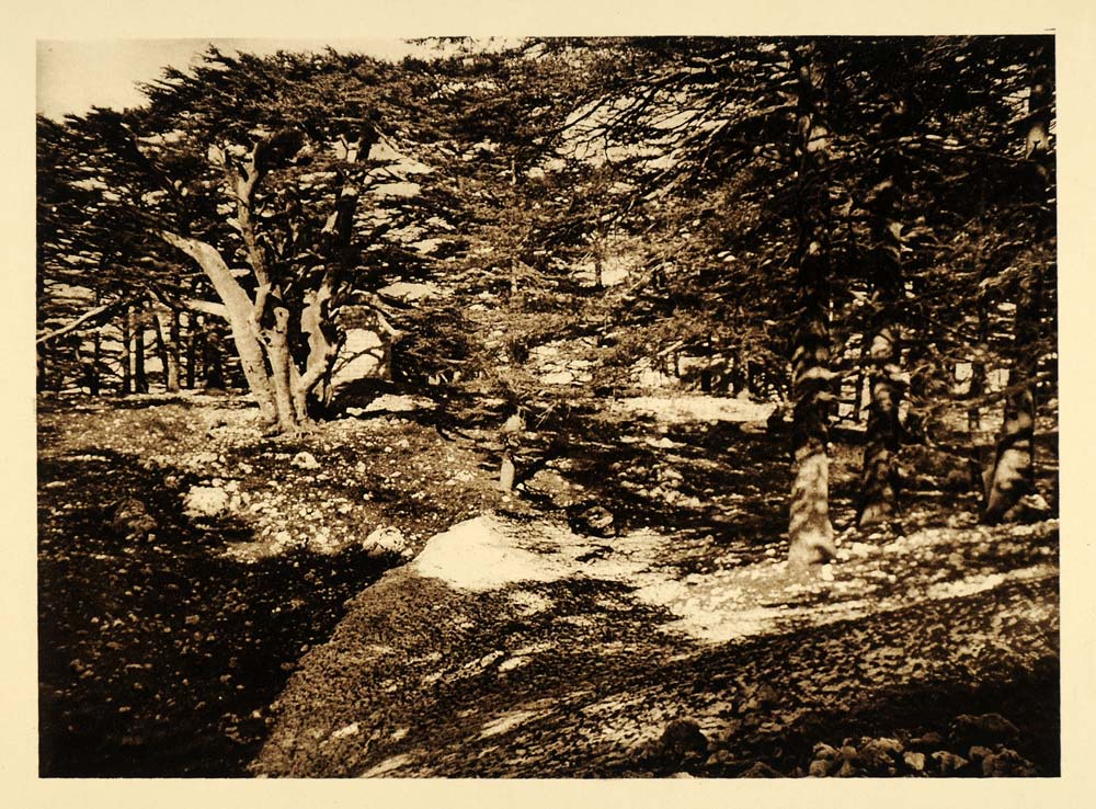 1925 Lebanon Cedar Trees Grove Landscape Photogravure - ORIGINAL PS5