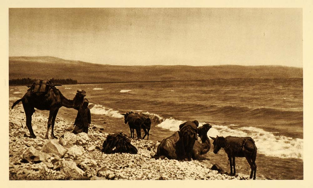 1925 Camels Donkeys Sea of Galilee Lake of Gennesaret - ORIGINAL PS6