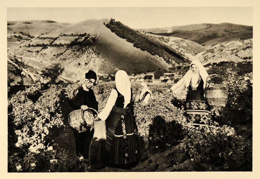 1935 Harvest Rose Valley Klisura Bulgaria Georg Paskoff - ORIGINAL PTW2